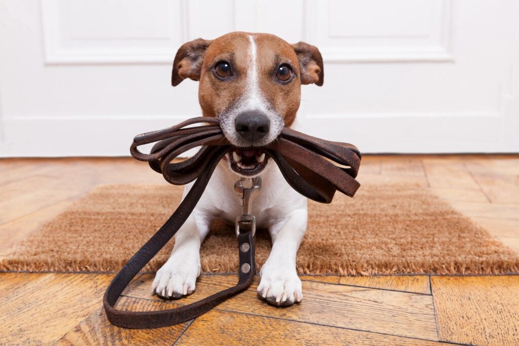 Dog holding a leash, ready for a walk.